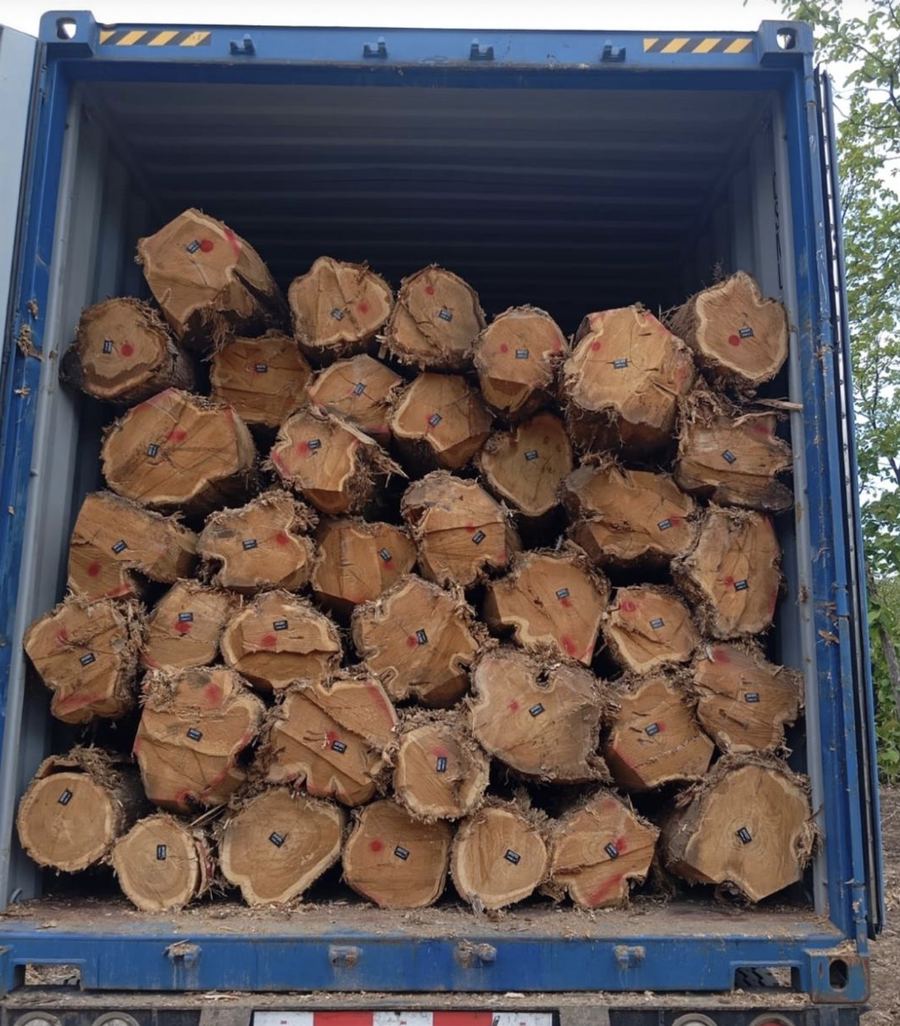 Container packed with teak round logs, ends marked with red paint and tagged