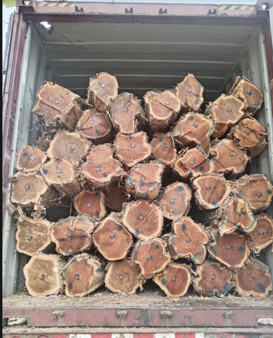 Container of darker teak round logs, ends marked with blue paint and tagged